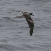 Ringed Storm-Petrel
